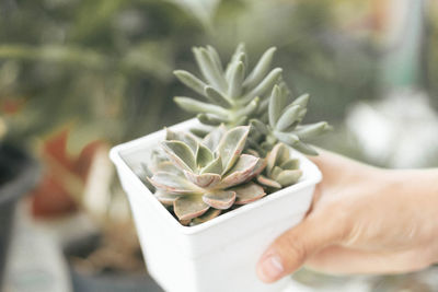 Close-up of hand holding plant