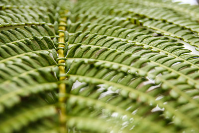 Full frame shot of fern growing outdoors