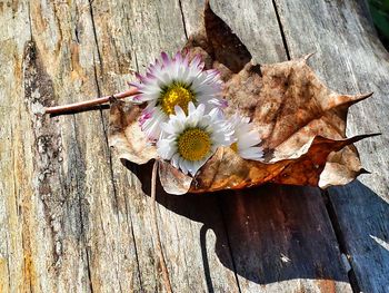 Close-up of wooden flower