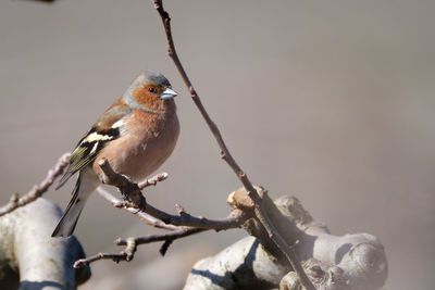 Close-up of bird perching on branch