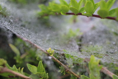 Close-up of plant against blurred background