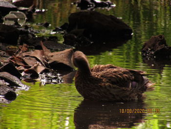 Ducks swimming in lake