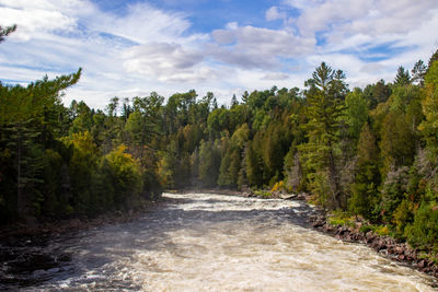 Scenic view of forest against sky