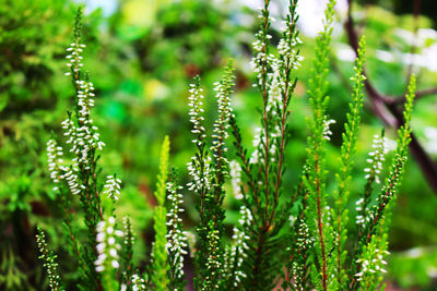 Close-up of plants against blurred background