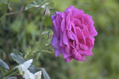 Close-up of pink rose flower