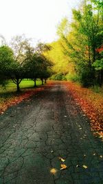 Surface level of road in autumn