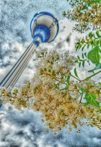 Close-up of plant against cloudy sky
