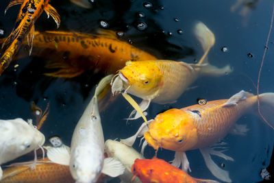 Close-up of fish swimming in sea