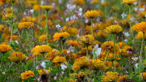 Close-up of yellow flowers