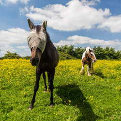 Horses in a field