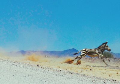 Zebras on landscape against clear blue sky