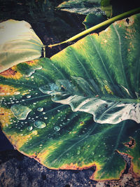 High angle view of raindrops on leaves