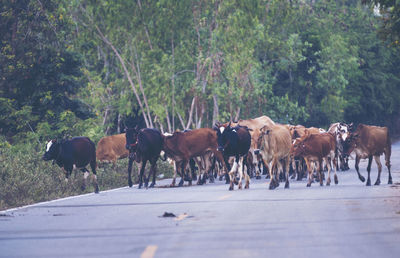 Horses walking on road along trees