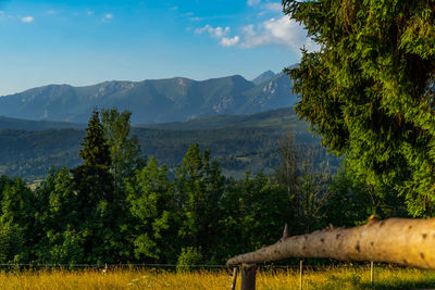 Summer panorama of the mountains in poland