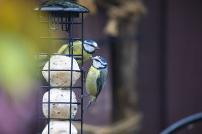 Close-up of bird perching on metal feeder