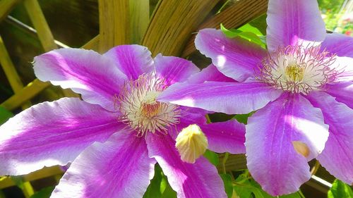 Close-up of pink flowering plant