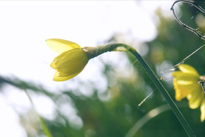 Close-up of yellow flowering plant