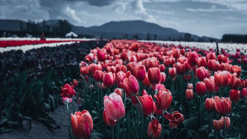 Close-up of red tulips on field against sky
