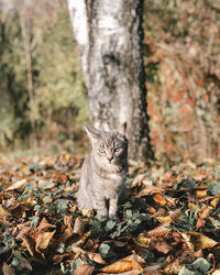 Portrait of a cat