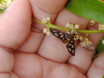 Close-up of hand holding insect