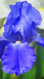 Close-up of purple iris flower