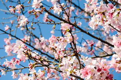 Low angle view of cherry blossoms against sky