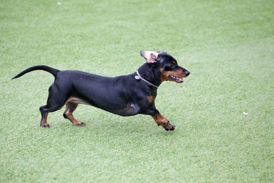 Side view of a dog running on green grass
