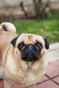 Close-up portrait of dog