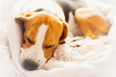 Close-up of dog sleeping on bed