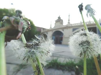 Close-up of flower against blurred background