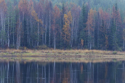 Scenic view of lake in forest