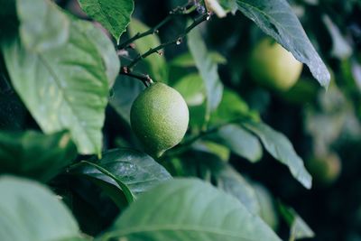 Close-up of limes on tree