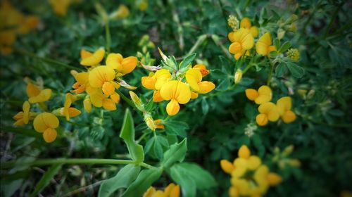 Close-up of yellow flowers blooming in field