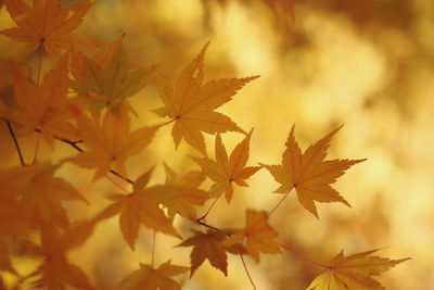 Close-up of autumnal leaves