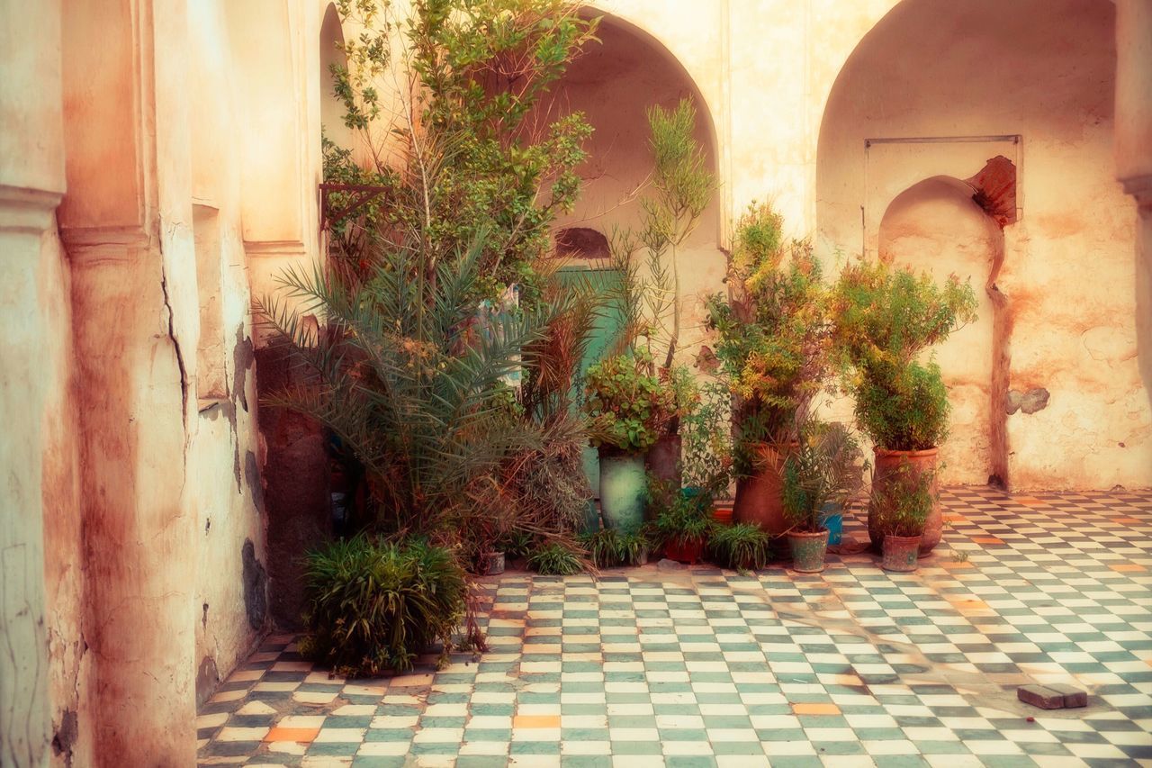 POTTED PLANTS ON FOOTPATH AGAINST WALL