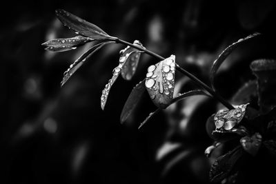 Close-up of butterfly on plant