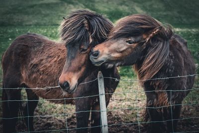 Horses in a field