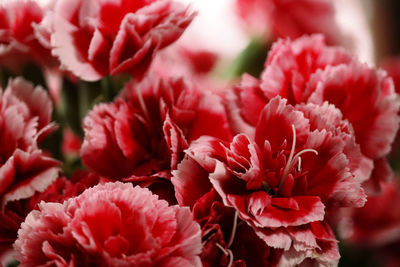 Close-up of pink flowering plants