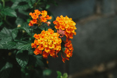 Close-up of orange flowers blooming outdoors