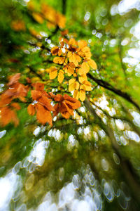 Close-up of autumn tree