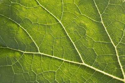 Full frame shot of green leaf