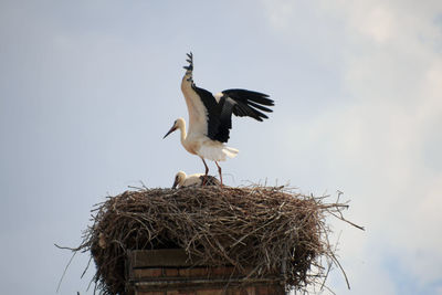 Low angle view of birds in nest against sky