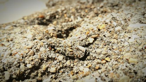 Close-up of stones