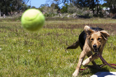 Dog on field