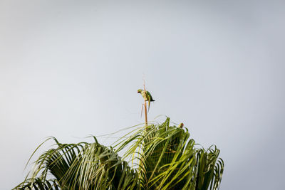 Low angle view of a plant against clear sky