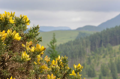 Yellow flowering plants on field against sky