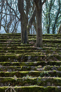 Trees growing in forest