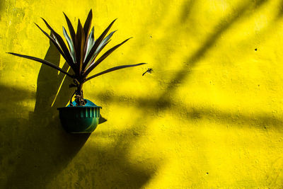 Close-up of yellow plant hanging on floor