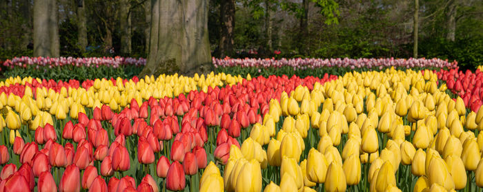 Close-up of multi colored tulips in park