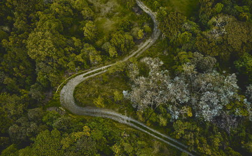 High angle view of road amidst trees